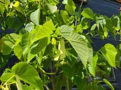 Linden Tree