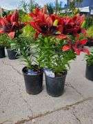 2) Dwarf Asiatic Lilies