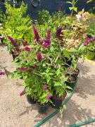 4) Blue Chip Butterfly Bush