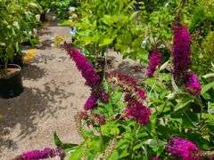 4) Blue Chip Butterfly Bush