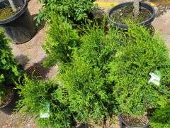 7) Skybound Arborvitae