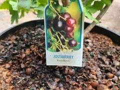 2) Jostaberry Plants