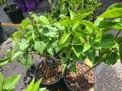 3) Old Fashioned Lilac Plants