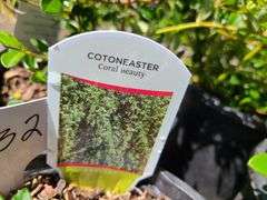 4) Cotoneaster Coral Beauty