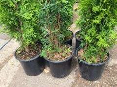 6) Skybound Arborvitae