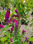 4) Miss Molly Butterfly Bush