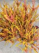 4) Calluna Vulgaris Firefly