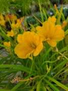 6) Daylily