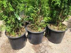 6) Skybound Arborvitae