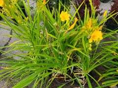 6) Daylily