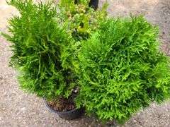 2) Emerald Green Arborvitae