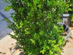 Boxwood