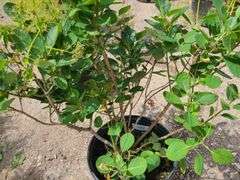Smoke Bush