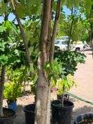 Sycamore Tree