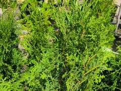 6) Skybound Arborvitae