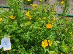 5) Marmalade Potentilla