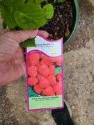 2) Raspberry Bushes