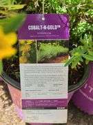 4) Cobalt-N-Gold Hypericum
