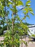Cleveland Select Flowering Pear Tree, Apple Tree