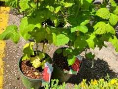 2) Latham Raspberry