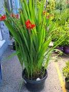 Lucifer Montbretia