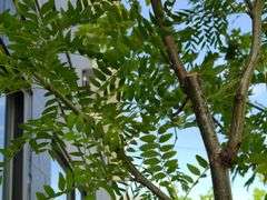 Honey Locust Tree