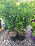 3) Little Giant Arborvitas