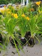 6) Daylily