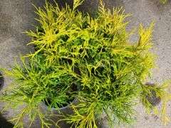4) False Cypress