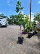 Shade Tree
