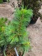 Mugo Pine, Western White Pine