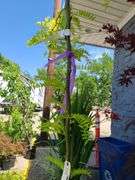 Honey Locust