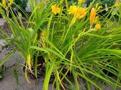 6) Daylily