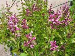 2) Josee Reblooming Lilac