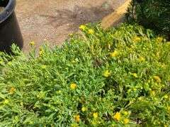 3) Cobalt-N-Gold Hypericum