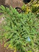 Black Hills Spruce
