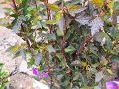 2) Little Devil Ninebark