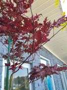 Amagi Shigure Japanese Maple, Acer Palmatum Garnet