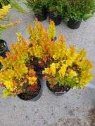 3) Orange Torch Barberry
