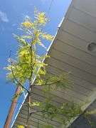 Honey Locust