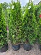 2) Emerald Green Arborvitaes