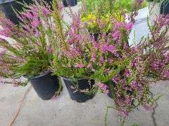 3) Purple Heather Calluna Vulgaris