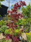 Japanese Maple