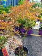 Red Leaf Laceleaf Japanese Maple
