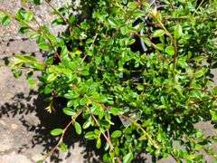 4) Cotoneaster Coral Beauty