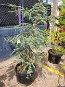 Blue Atlas Cedar
