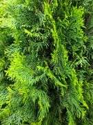 2) Emerald Green Arborvitaes