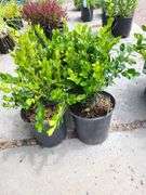 4) Winter Gem Boxwood