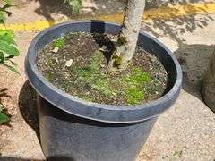 Northern Red Oak