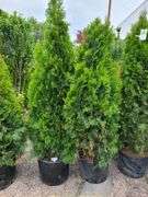2) Emerald Green Arborvitae